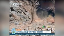 斑羚被困百米悬崖 民警“索降”惊险救援