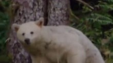太倒霉！棕熊得了白化病，被动保组织反复运去北极挨冻