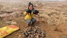 小秀户外池塘挖河蚌，新鲜大个的蚌壳，你们想来体验吗？