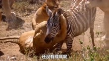 狮子捕猎斑马幼崽，上下齐攻比鬣狗还残忍，人类目睹全过程