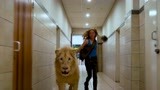 女孩与白狮一起长大，带着狮子逛超市《白狮奇缘》