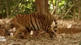 虎兄虎弟：老虎在树林开心玩耍，谁想掉进了狩猎者的陷阱，完蛋了