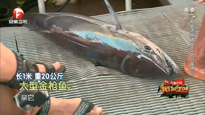 李亚鹏捕到巨型金枪鱼，重量四十斤，实在是太罕见了｜法则