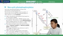 P319Photophosphorylation常荣讲牛津大学生物BIOLOGY OXFORD