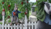 比得兔2：汤米偷西红柿吃，居然偷了这么多，看完惊呆了