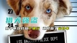 狗狗为了补贴家用，竟抢劫银行，过程超搞笑《猎犬强盗》