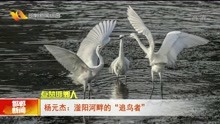 杨元杰:滏阳河畔的“追鸟者”
