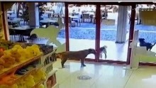 3只流浪狗到玩具店偷窃，其中一只在门口把风，分工明确让人意外
