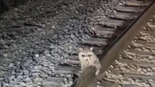 浣熊坐在铁轨上不肯离去，工人上前查看，发现竟是蛋蛋被黏住