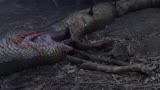 狂蟒之灾2：野人遗址发现骷髅，一旁还有一条蟒蛇，吓坏了大伙！