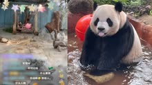 “你养的熊猫？”海南工作人员制止游客拍打熊猫房玻璃被反复嘲讽
