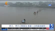 浙江:两只江豚搁浅 救援一小时成功放归