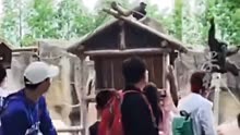 动物园回应猩猩砸游客