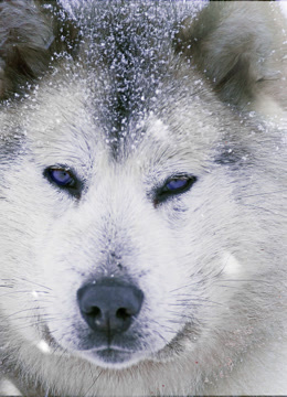 雪橇犬