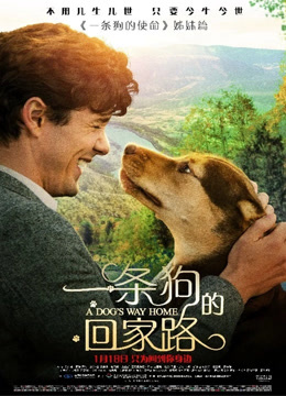 电影解说《一条狗的回家路》：跨越800多公里只为见主人非原片