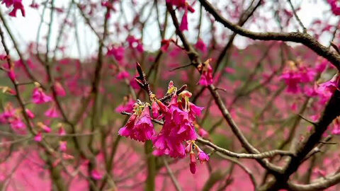 米积村樱花图片