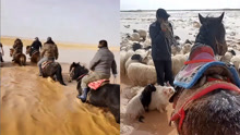 青海冬格措纳湖大坝溃堤羊群被淹，官方：205只羊全部救回