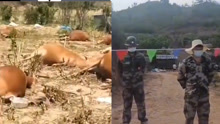 云南一村庄20多头牛离奇死亡 当地：警方已介入调查